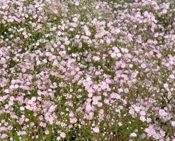 Gypsophila paniculata 'Flamingo'