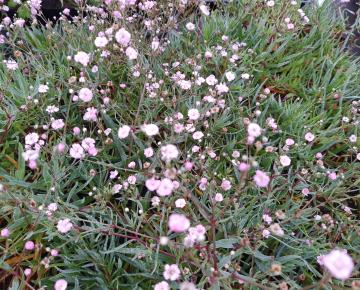 Gypsophila paniculata 'Pink Festival' PBR