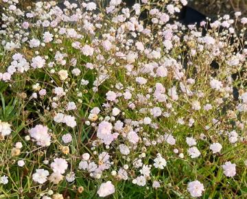 Gypsophila paniculata 'Pink Star'