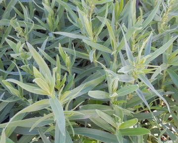 Gypsophila paniculata 'Schneeflocke'