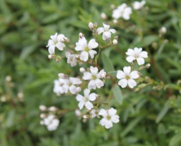 Gypsophila repens 'Alba'