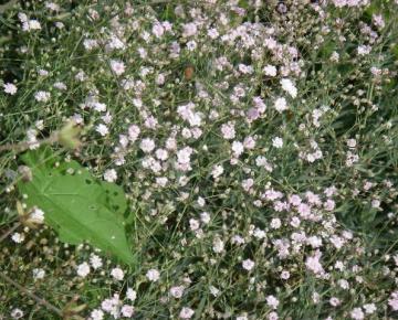 Gypsophila 'Rosenschleier'