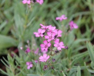 Gypsophila repens 'Rosaschönheit'