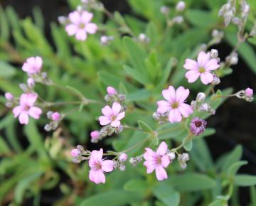 Gypsophila repens 'Rosea'