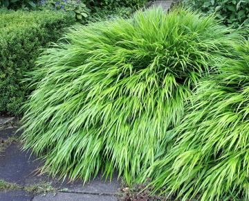 Hakonechloa macra