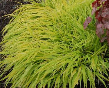 Hakonechloa macra 'All Gold'