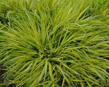 Hakonechloa macra 'Aureola'