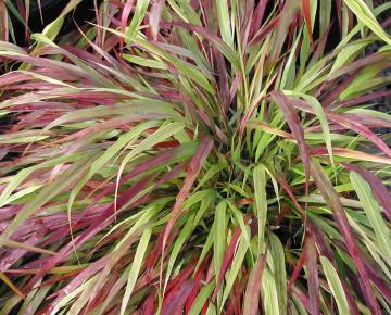 Hakonechloa macra 'Beni-Kaze'