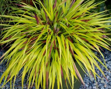 Hakonechloa macra 'Sunflare' ®