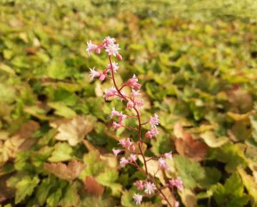 Heucherella alba 'Bridget Bloom'