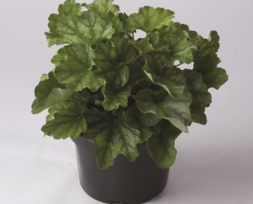 Heuchera americana 'Dale's Strain'