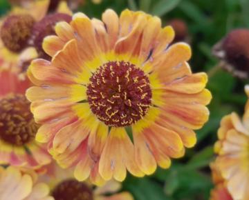 Helenium autumnale 'Fuego' PBR