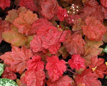 Heuchera  'Autumn Leaves' ®