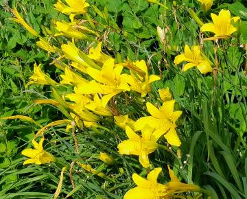 Hemerocallis altissima