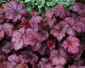 Heuchera  'Amethyst Mist' ®