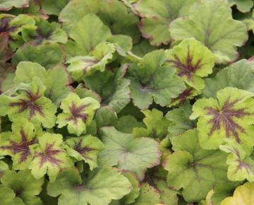 Heucherella  'Art Nouveau' ®