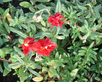 Helianthemum  'Amabile Plenum'