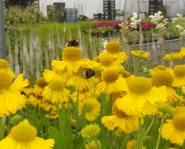 Helenium autumnale 'Pumilum Magnificum'