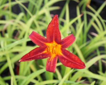 Hemerocallis  'Autumn Red'