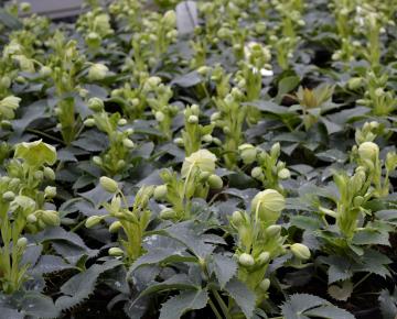 Helleborus argutifolius