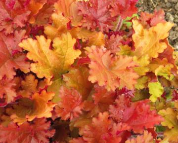 Heuchera  'Amber Sea' ®