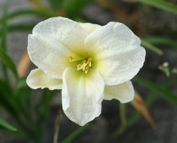 Hemerocallis  'Artic Snow' ®