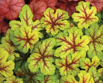Heucherella  'Alabama Sunrise'  ®