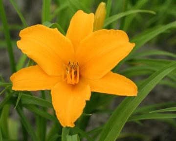 Hemerocallis  'Aten'