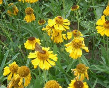 Helenium bigelovii 'The Bishop'