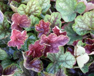 Heuchera  'Beauty Colour' PBR