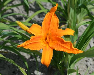 Hemerocallis  'Burning Daylight'
