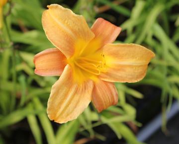 Hemerocallis  'Baley Hay'