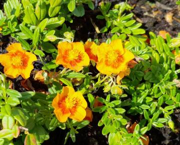 Helianthemum  'Ben Heckla'