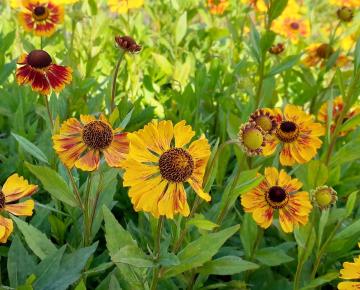 Helenium 'Biedermeier'