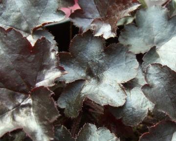 Heuchera  'Blackout' ('Dark Inn') ®