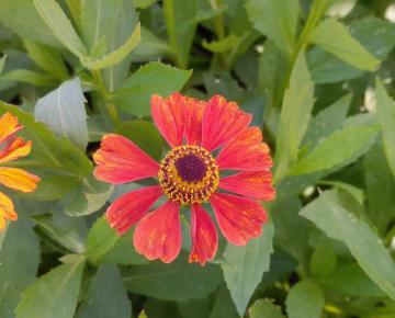 Helenium  'Baudirektor Linne'