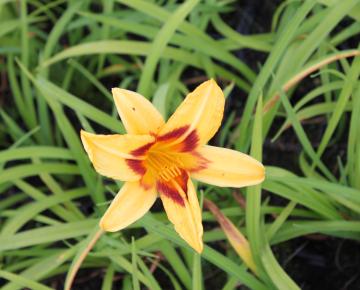 Hemerocallis  'Bonanza'