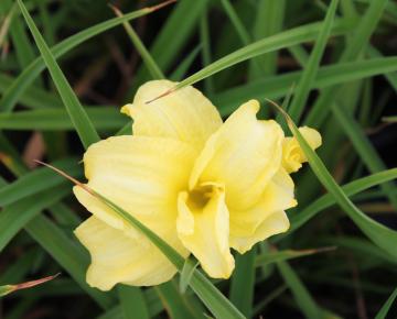 Hemerocallis  'Buttercup Parade'