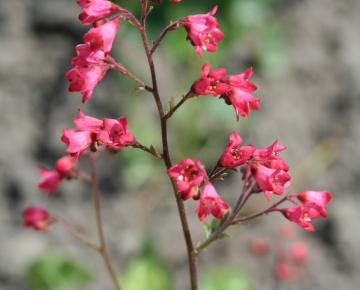 Heuchera brizoides 'Pluie de Feu'