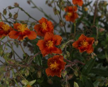 Helianthemum  'Bronzeteppich'