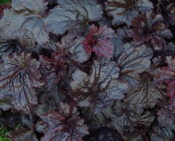 Heuchera  'Black Sea' ®