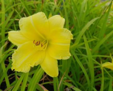 Hemerocallis 'Big Time Happy'