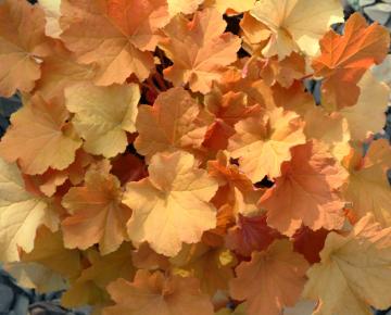 Heuchera  'Caramel' ®