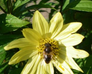 Helianthus microphyllus 'Carine'
