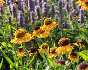 Helenium 'Carmen'