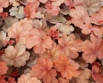 Heuchera  'Cherry Cola' ®