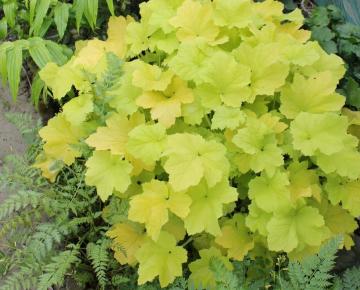 Heuchera  'Citronelle' PBR