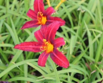 Hemerocallis  'Crimson Pirate'
