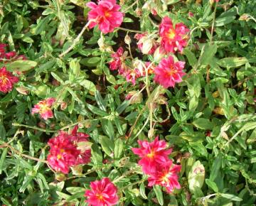 Helianthemum  'Cerise Queen'