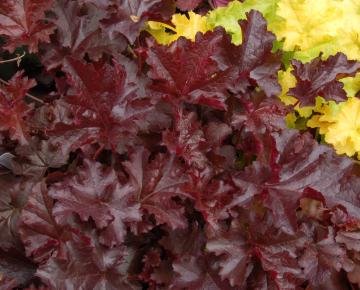 Heuchera  'Chocolate Ruffles' ®